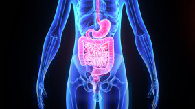 Digestive system